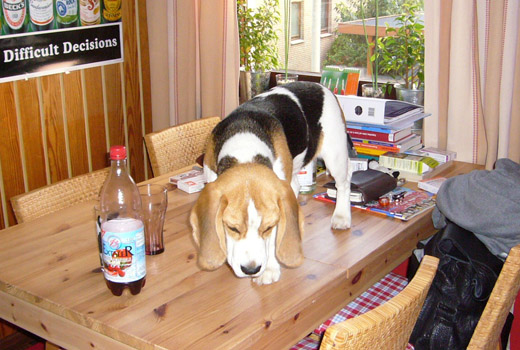 Beagle Anderson auf dem K&uuml;chentisch
